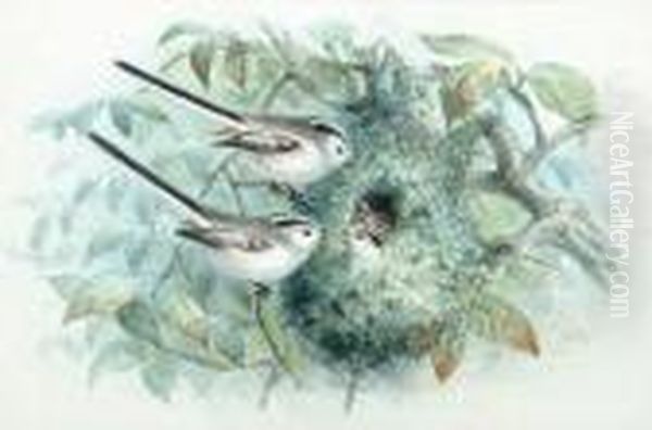 Redpolls At A Nest; Long-tailed 
Tits At A Nest; A Parakeet; Turtle Doves At A Nest; Blackcaps At A Nest Oil Painting by Johan Gerard Keulemans