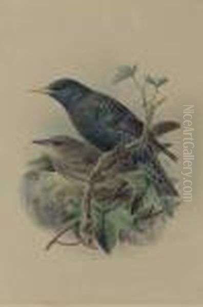 An Adult And A Juvenile European Starling Oil Painting by Johan Gerard Keulemans