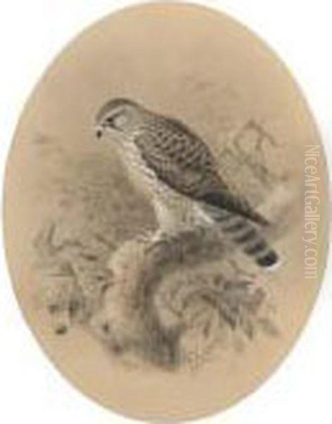 A Merlin On A Branch Oil Painting by Johan Gerard Keulemans