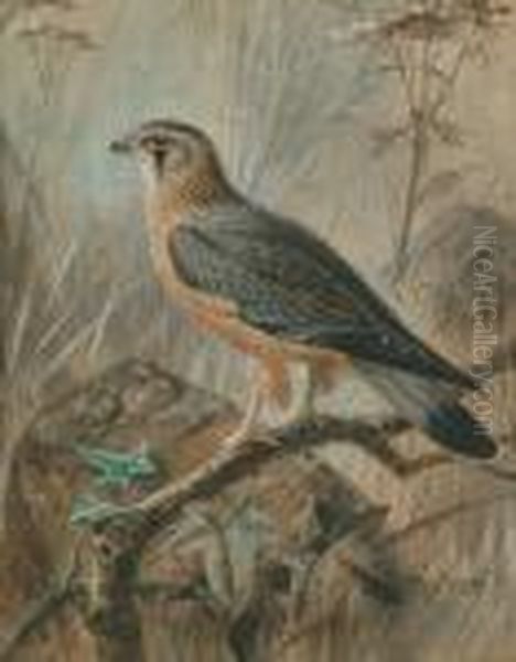 Sparrow Hawk Oil Painting by Johan Gerard Keulemans