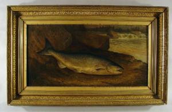 Salmon,a Prince Of The Finny Tribe Oil Painting by Samuel A. Kilbourne