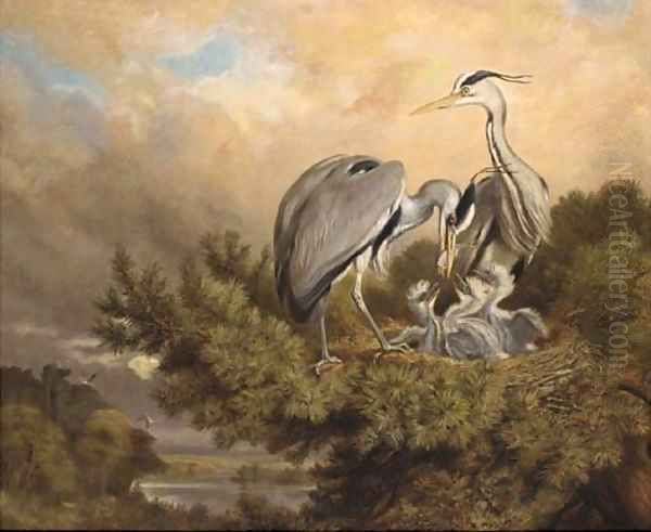 Herons feeding their young Oil Painting by John Carter