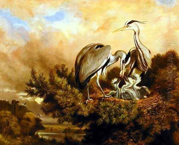 Heron Feeding Their Young In A Pine Tree, 1889 Oil Painting by Samuel John Carter