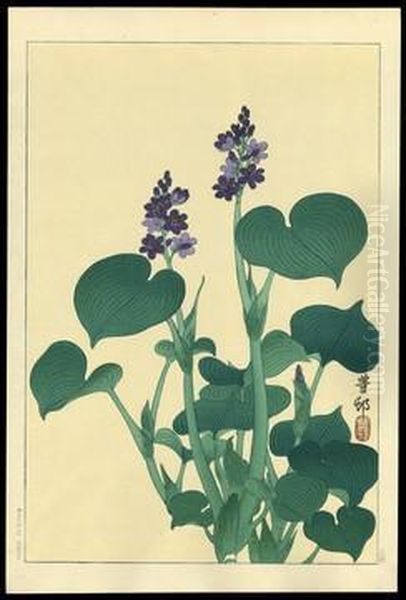 Purple Flowering Hosta Oil Painting by Ohara Koson