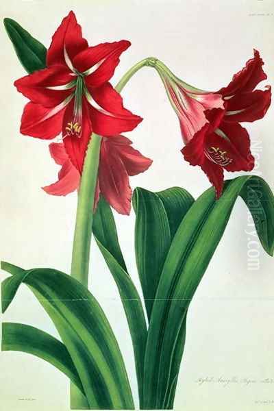 Hybrid Amaryllis Regina vittata Oil Painting by Barbara Cotton