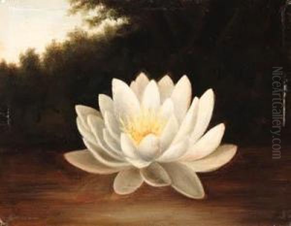 Water Lily Oil Painting by Paul Lacroix