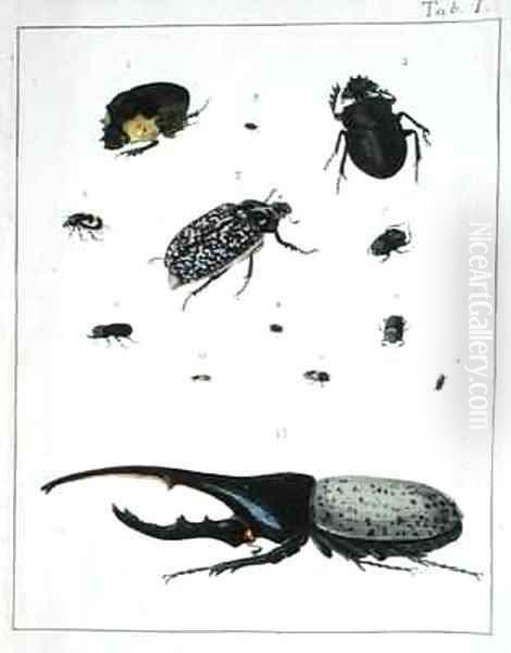 Various beetles Oil Painting by Georges Cuvier