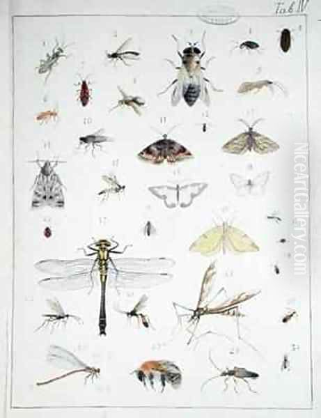 Various insects 3 Oil Painting by Georges Cuvier