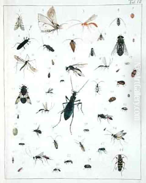 Various insects Oil Painting by Georges Cuvier