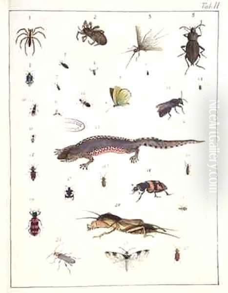 Various insects and a lizard Oil Painting by Georges Cuvier