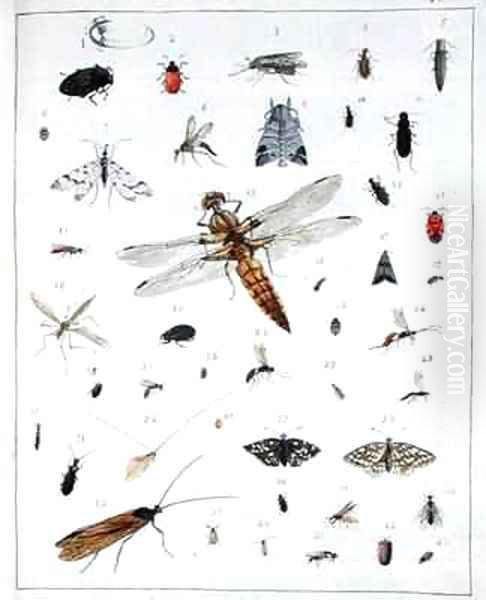 Various insects 2 Oil Painting by Georges Cuvier