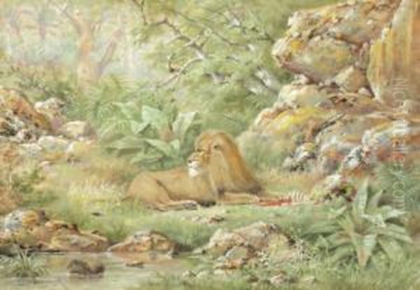 Lion Couche Oil Painting by Henri Langerock