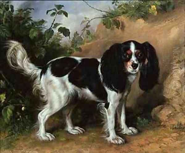 King Charles Spaniel Oil Painting by David Cunliffe