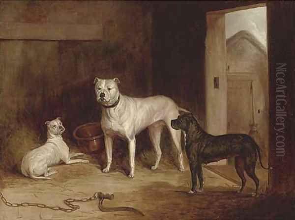 A bulldog and bullterriers in an outhouse Oil Painting by Abraham Cooper