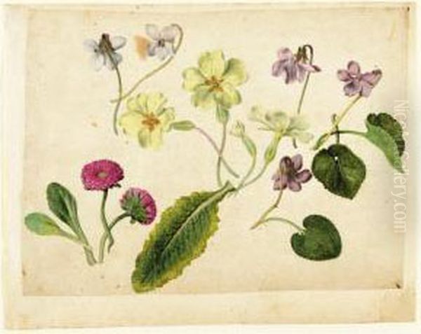 A Sheet Of Studies Of Flowers: 
Two Double Daisies, Four Primroses And Five Violets With Separate 
Studies Of Their Leaves Oil Painting by Jacques (de Morgues) Le Moyne