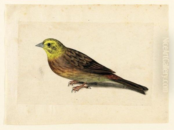 Study Of A Yellowhammer Oil Painting by Jacques (de Morgues) Le Moyne