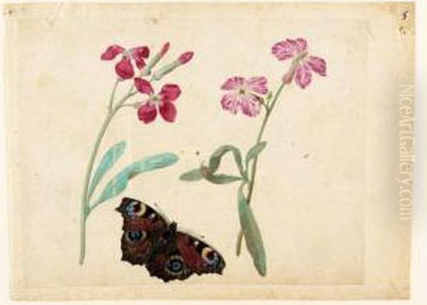 A Sheet Of Studies With Two Gilliflowers And A Peacock Butterfly Oil Painting by Jacques (de Morgues) Le Moyne