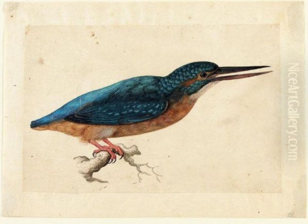 A Kingfisher On A Branch Oil Painting by Jacques (de Morgues) Le Moyne