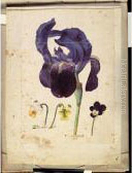 A Sheet Of Studies Of Flowers: A German Iris And Three Violets Oil Painting by Jacques (de Morgues) Le Moyne