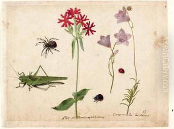 A Sheet Of Studies With A 
Grasshopper, A Spider, A Ladybird And A May-bug, And Two Campanulas And A
 Maltese Cross Oil Painting by Jacques (de Morgues) Le Moyne