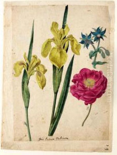 A Sheet Of Studies Of Flowers: A Borage, A French Rose And Two Wild Irises 'yellow Flag' Oil Painting by Jacques (de Morgues) Le Moyne