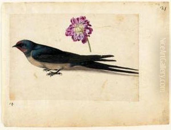 A Sheet Of Studies With A Swallow And A Double Gilliflower Oil Painting by Jacques (de Morgues) Le Moyne