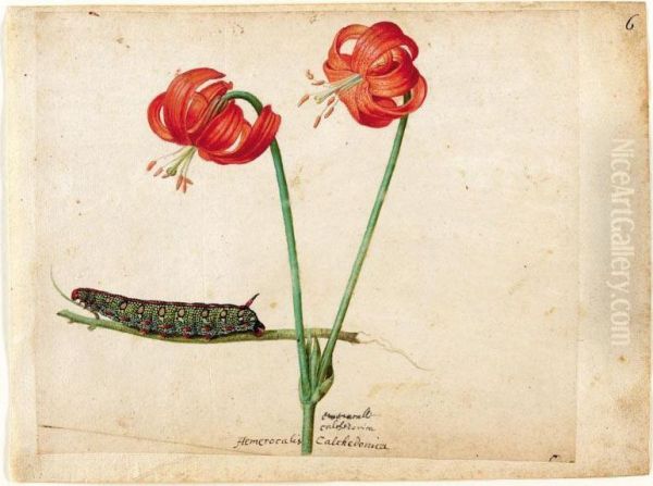 A Sheet Of Studies With Two Day Lilies And A Caterpillar Oil Painting by Jacques (de Morgues) Le Moyne