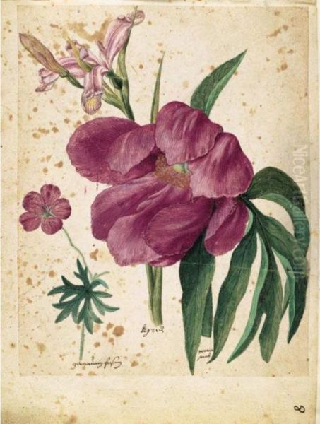 A Sheet Of Studies Of Flowers: A Peony, A Spanish Iris And A Wild Geranium Oil Painting by Jacques (de Morgues) Le Moyne