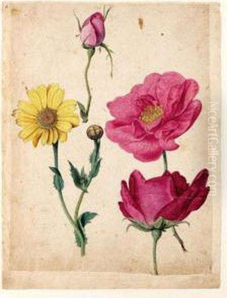 A Sheet Of Studies With French Roses And An Ox-eye-daisy Oil Painting by Jacques (de Morgues) Le Moyne