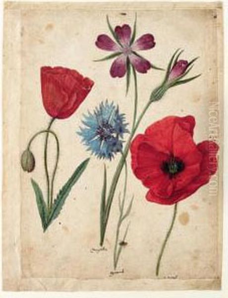 A Sheet Of Studies Of Flowers: Two Corn Poppies, A Corn Cockle And A Cornflower Oil Painting by Jacques (de Morgues) Le Moyne