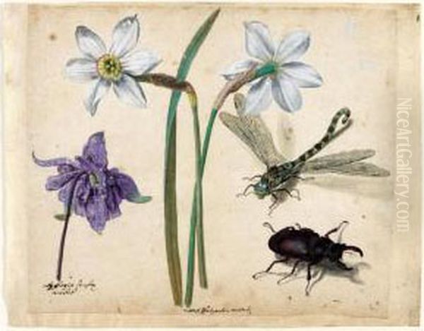 A Sheet Of Studies Of Flowers 
And Insects: Two Narcissi And A Columbine, With A Dragonfly And A Stag 
Beetle Oil Painting by Jacques (de Morgues) Le Moyne