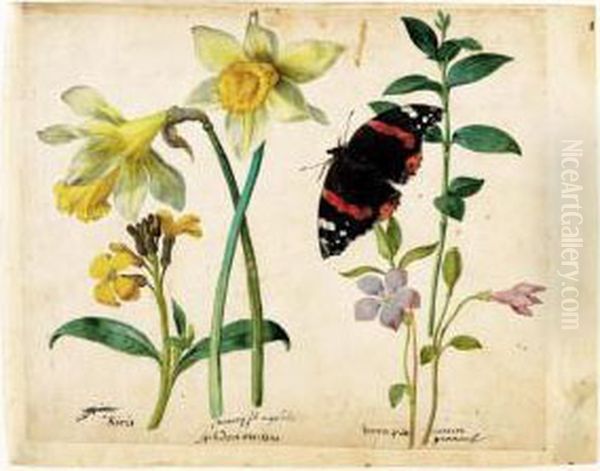 A Sheet Of Studies Of Flowers: A
 Gilliflower, Two Wild Daffodils, A Lesser Periwinkle And A Red Admiral 
Butterfly Oil Painting by Jacques (de Morgues) Le Moyne