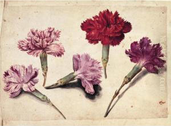 A Sheet Of Studies With Five Clove Pinks Oil Painting by Jacques (de Morgues) Le Moyne