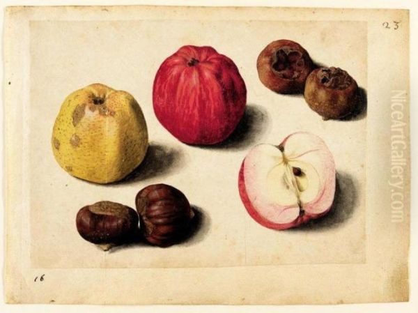 A Sheet Of Studies Of Fruits: Apples, Chestnuts And Medlars Oil Painting by Jacques (de Morgues) Le Moyne