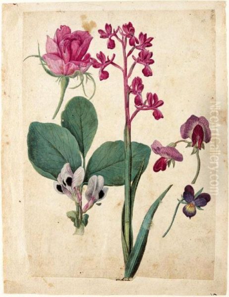 A Sheet Of Studies Of Flowers: A
 Rose, A Heartsease, A Sweet Pea, A Garden Pea And A Lax-flowered Orchid Oil Painting by Jacques (de Morgues) Le Moyne