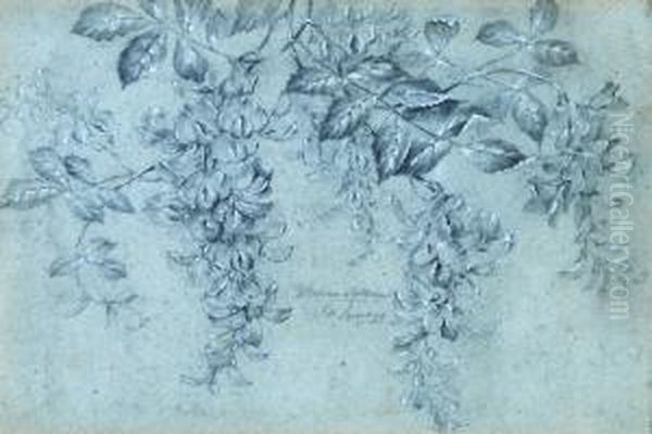 Study Ofwisteria And Goldregen Oil Painting by J. Lewis