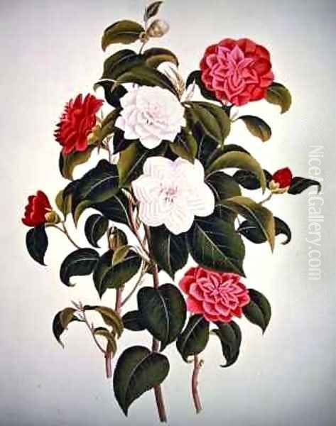 Camellia Japonica from A Monograph on the Genus of the Camellia Oil Painting by William Curtis