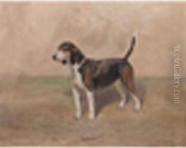 Portrait Of The Beagle Bitch 'bashful' Oil Painting by Thomas Ivester Lloyd