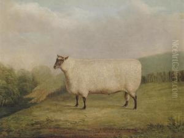 A Prize Ram Bred By Mr. William Sainsbury Oil Painting by James Loder Of Bath