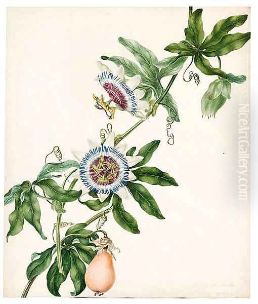 Passiflora caerulea (Passion Flower) Oil Painting by Philippa Crabtree