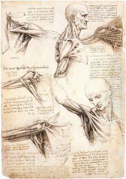 Anatomical studies of the shoulder Oil Painting by Leonardo Da Vinci