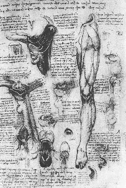 Anatomical Studies Larynx And Leg Oil Painting by Leonardo Da Vinci