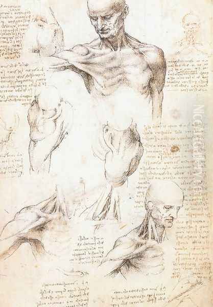 Anatomical studies of a male shoulder Oil Painting by Leonardo Da Vinci