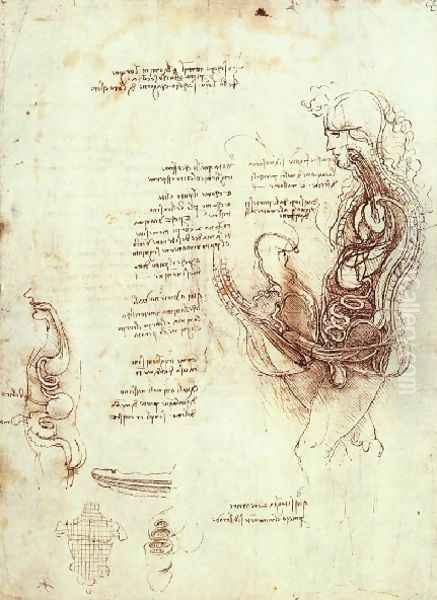 Studies Of The Sexual Act And Male Sexual Organ Oil Painting by Leonardo Da Vinci