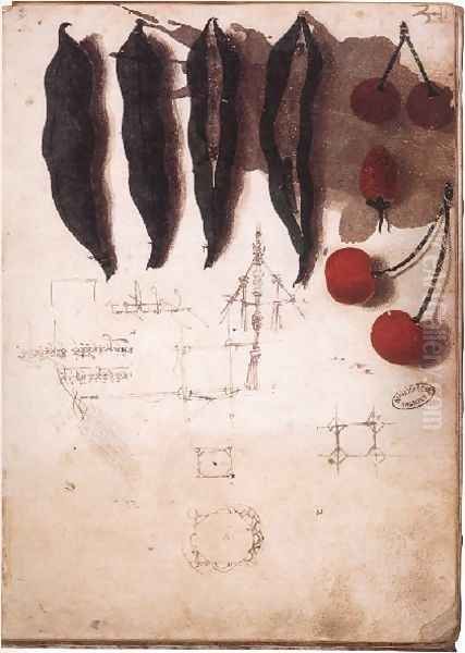 Fruit Vegetables And Other Studies Oil Painting by Leonardo Da Vinci