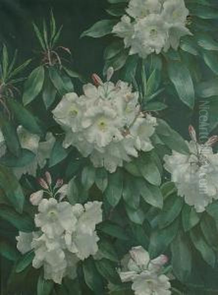 White Rhododendrons Oil Painting by Terence Loudon