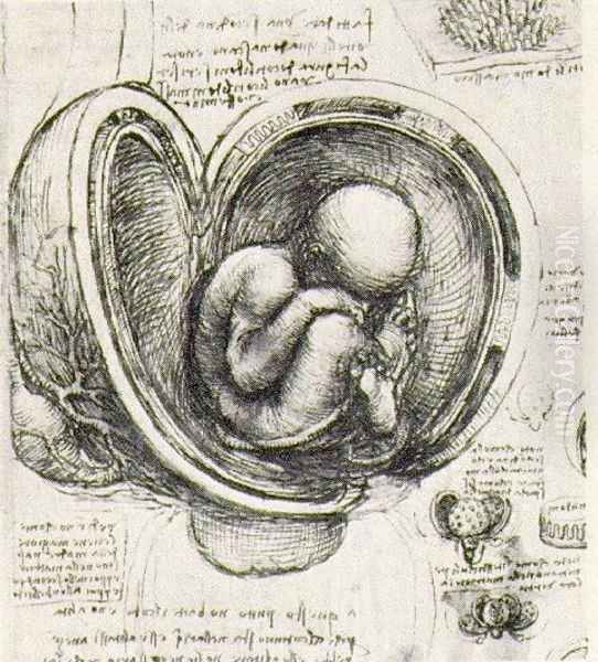 Womb Study Oil Painting by Leonardo Da Vinci