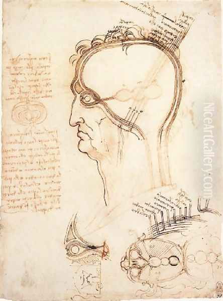 Comparison Of Scalp Skin And Onion Oil Painting by Leonardo Da Vinci