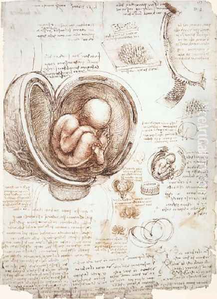 Studies Of Embryos Oil Painting by Leonardo Da Vinci