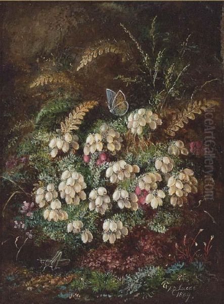 Heather And A Butterfly; And Primulas And Violas Oil Painting by Albert Durer Lucas